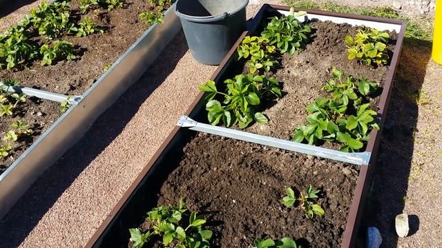 6 АРХИВ.Дача.24.05.20..посадочки..