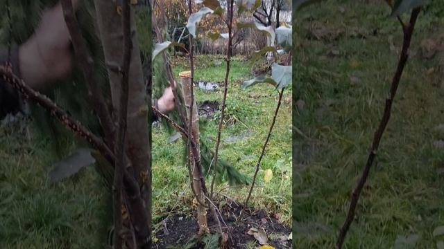 Зеленая дача:  Еловый доспех: готовим молодые яблони к зиме