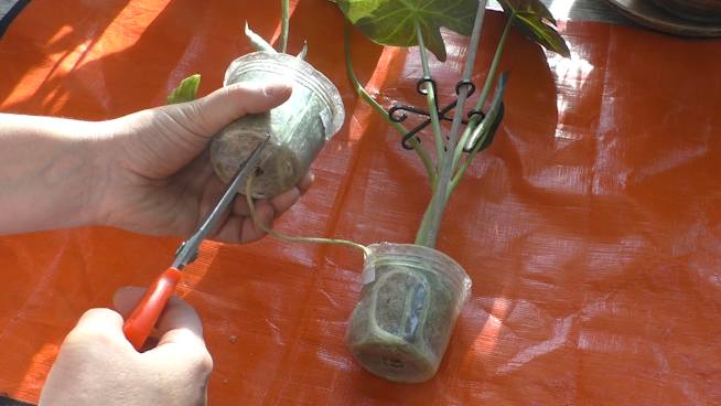 Вызволение сбежавшего столона алоказии Регал Шилдс