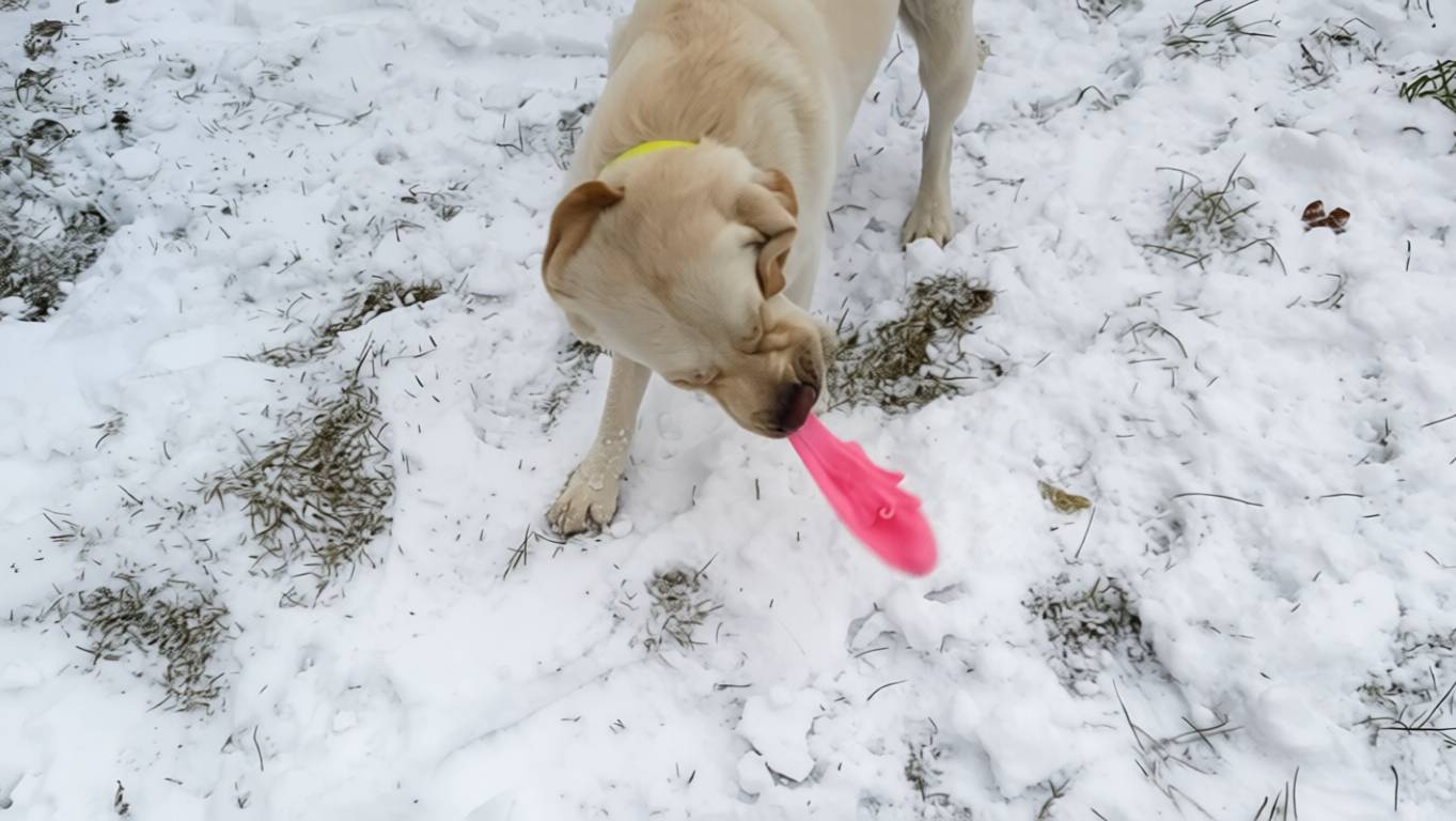 Снег не впечатлил, но понюхать надо!