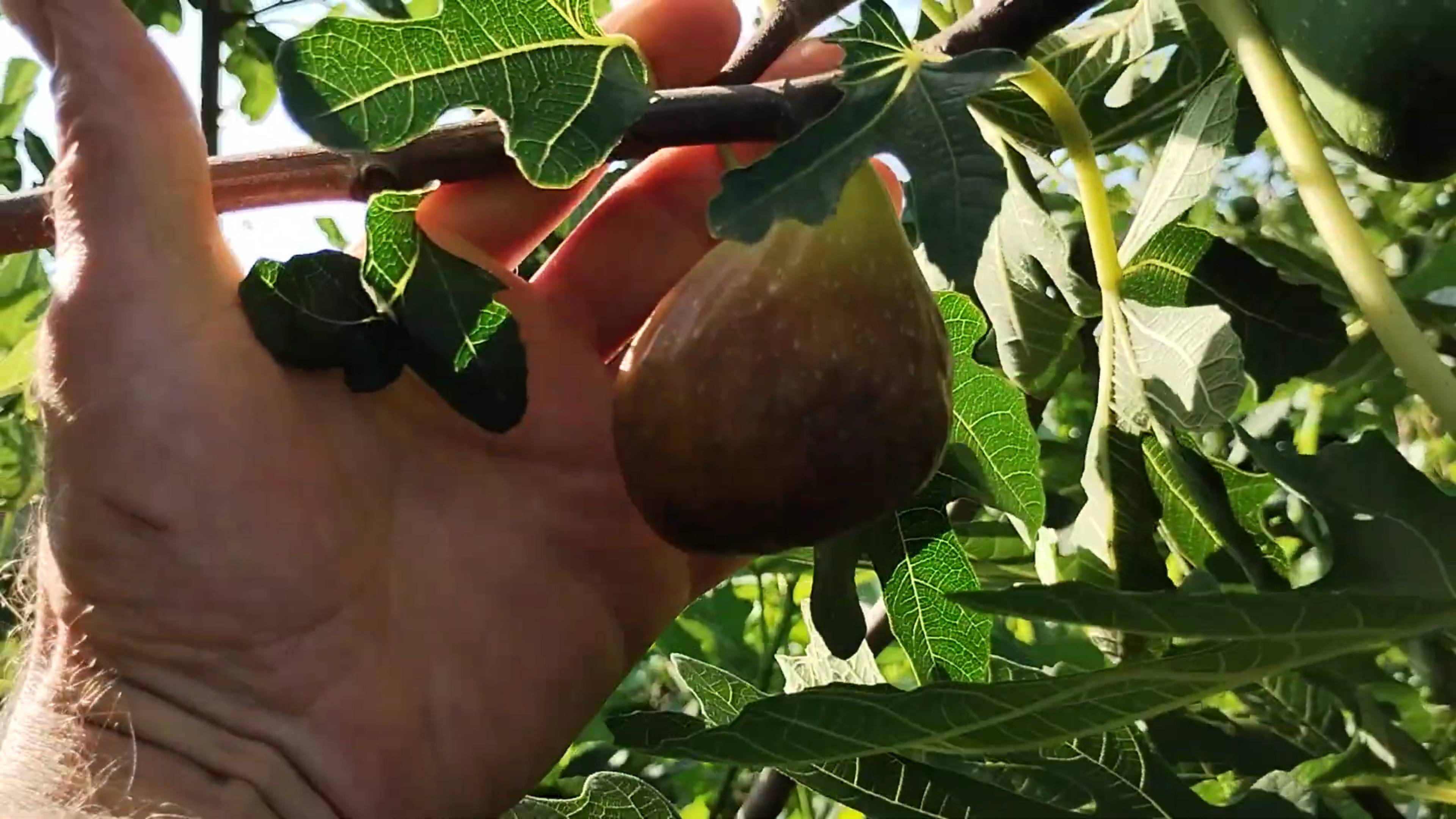 Инжир Браун Туркей Ростов-на-Дону плоды Ростов-на-Дону | Small Gardens