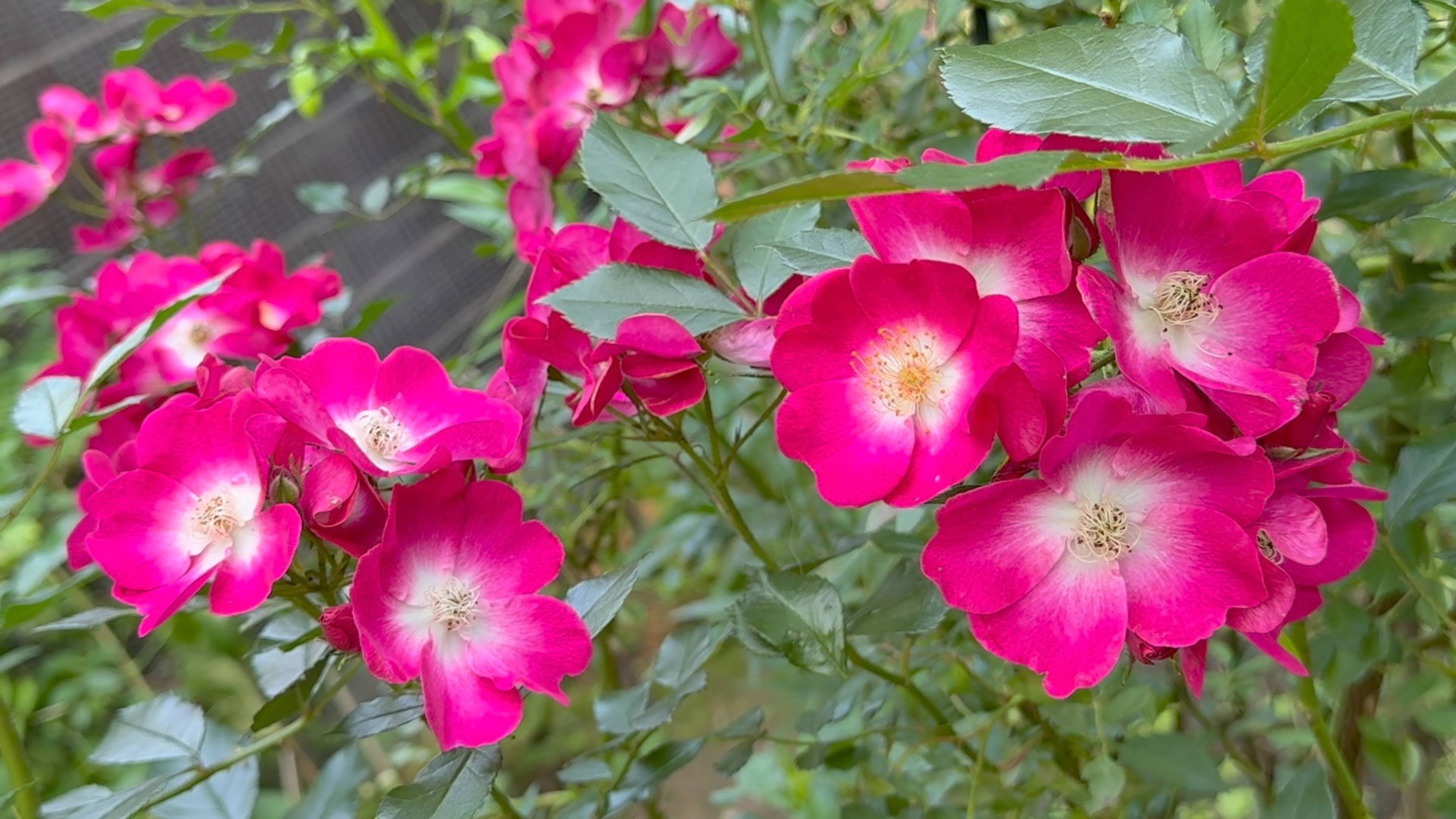 Июль в Саду 13 июля 2025 часть 2