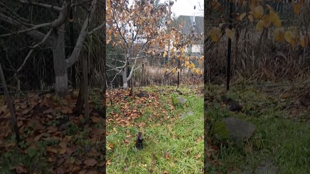 Зеленая дача: Карельская глазурь (процесс ухода за деревьями как продолжение древних традиций)