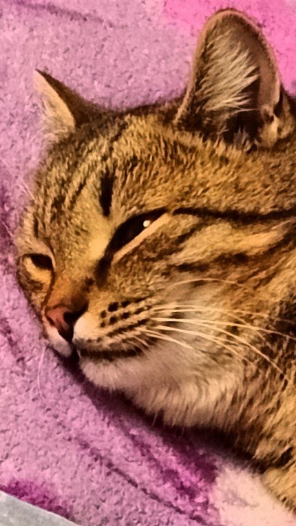 Черты характера! Юмор с животными.