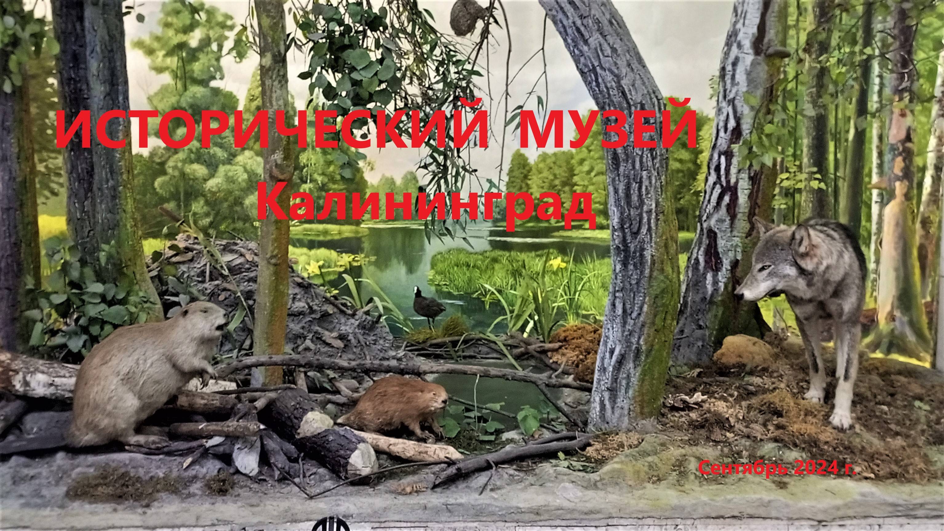 Исторический музей Калининграда