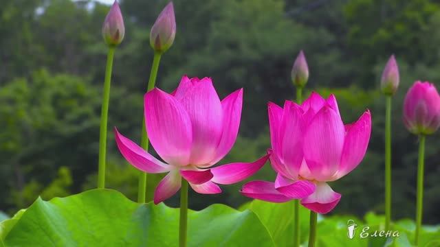 Созерцая и внимая прекрасному *