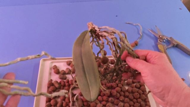 15-11-2025.Орхидея Сансет Лав отделяем детку.