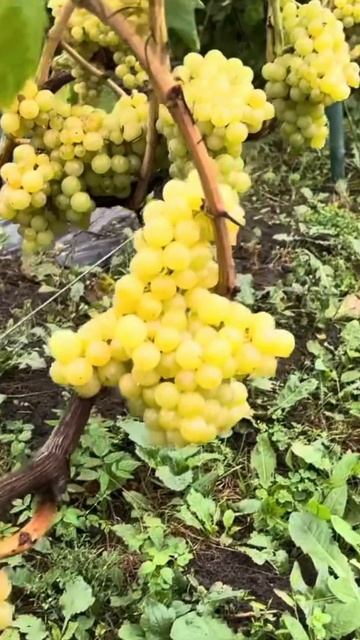 Саженцы винограда в ассортименте от Small Garden'