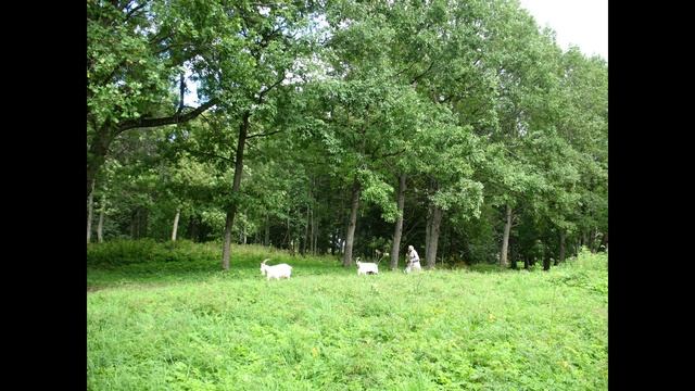 Гостилицы  10 августа 2011