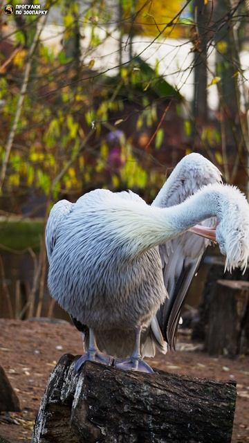 Пеликан чистит перья на берегу пруда. Ленинградский зоопарк