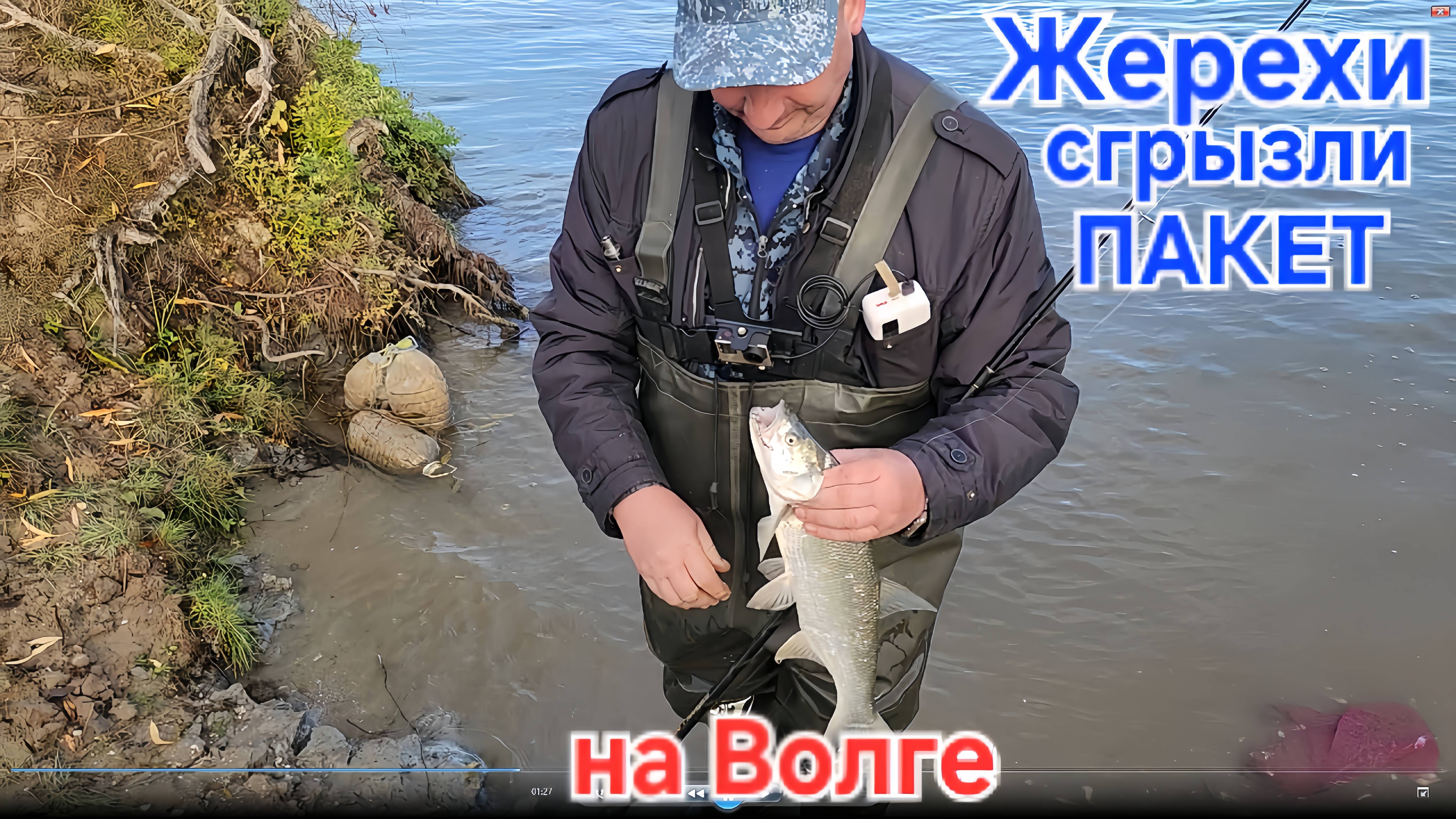 ⚡️Жадные ЖЕРЕХИ мешок порвали 🔥 рыбалка на ДЖИГУ на Волге Осенью - 2025 !!!