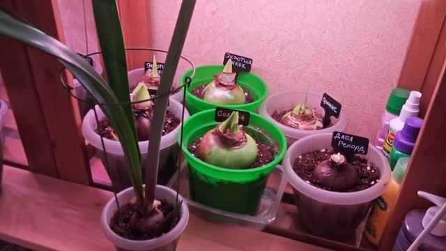 10-11-2025.Гиппеаструмы..пересадка детки.