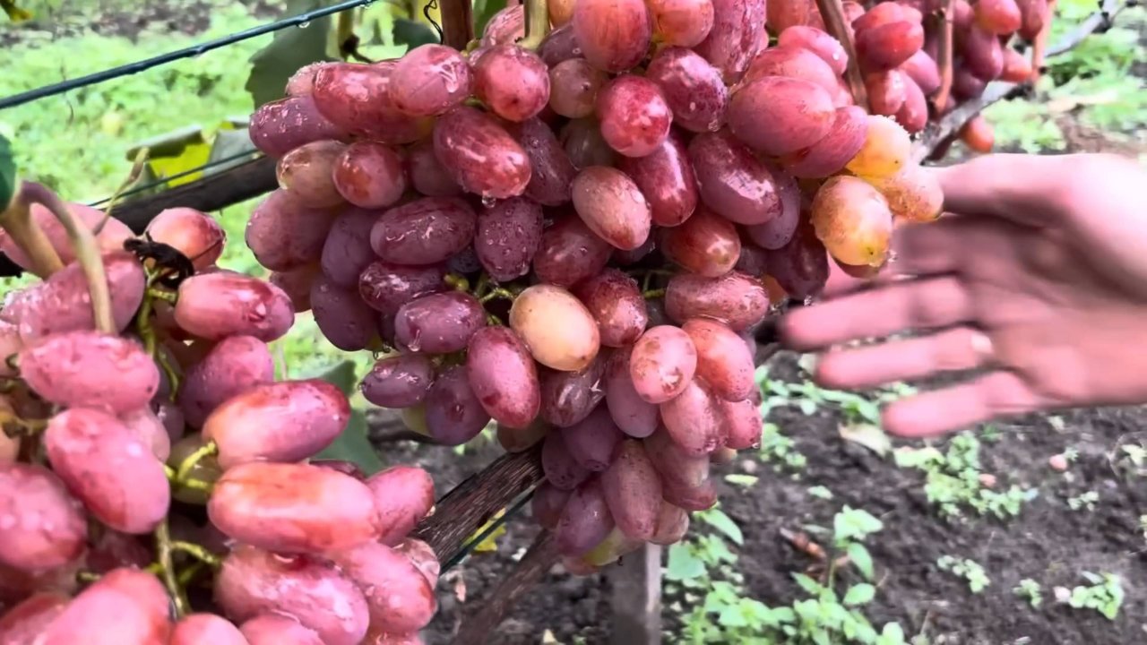 Виноград столовые и технические сорта саженцы Ростов-на-Дону | Small Gardens