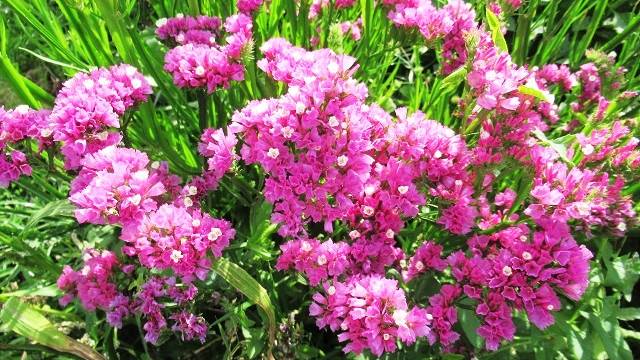 Украшаю цветник статицей: рассказываю про яркий однолетник