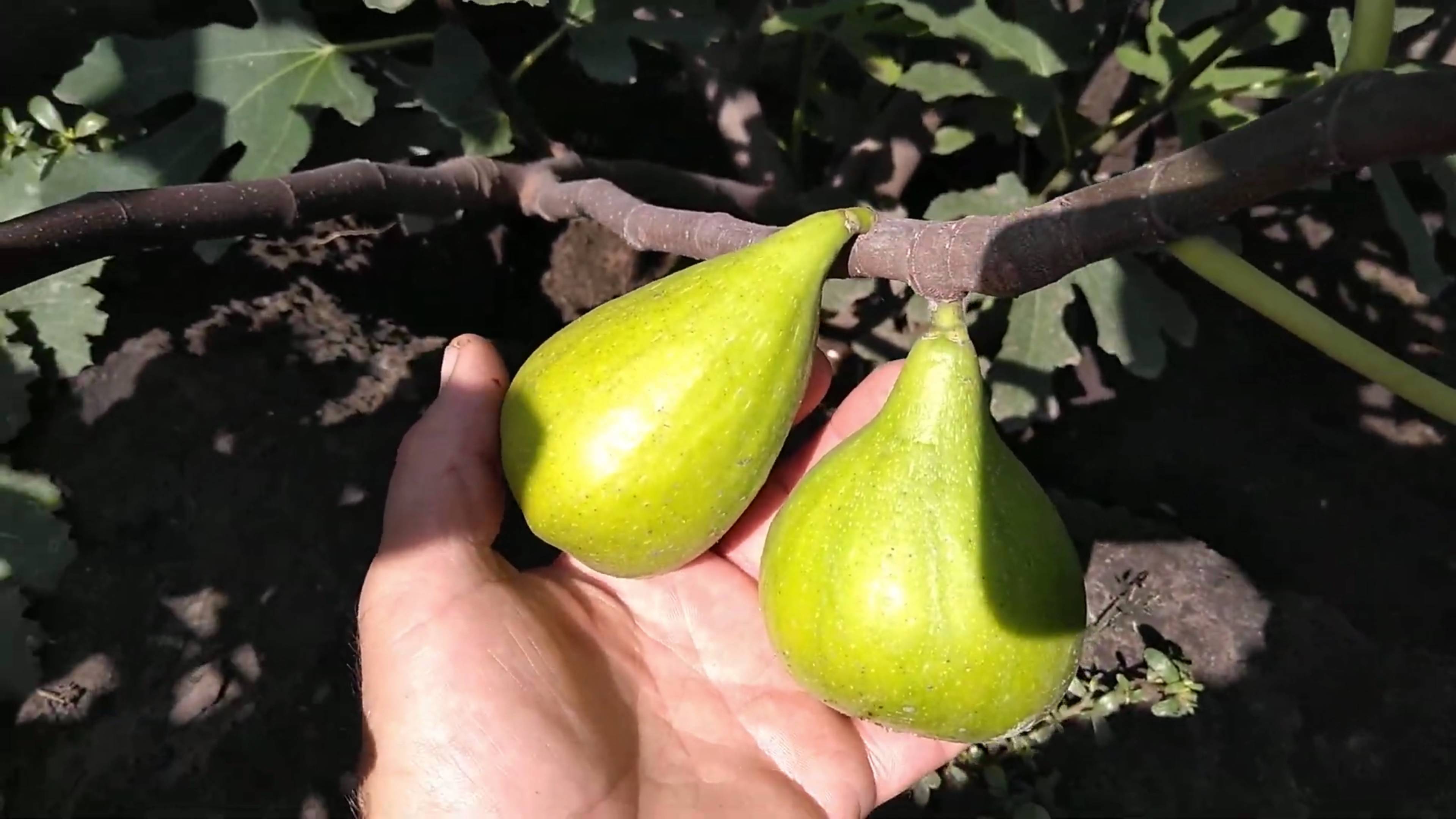 Инжир Далматский саженцы от Small Garden's