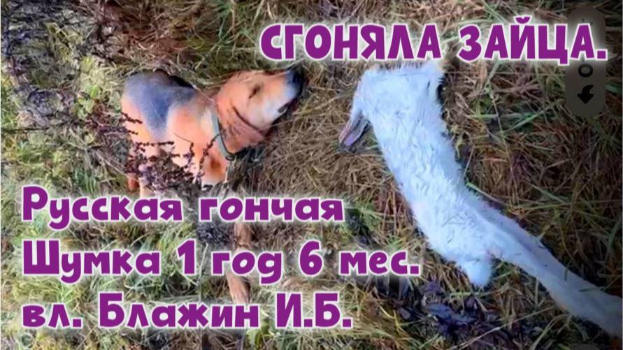 СГОНЯЛА ЗАЙЦА. Русская гончая Шумка 1 год 6 мес. вл. Блажин И.Б. #охотасгончей #топ #hunting