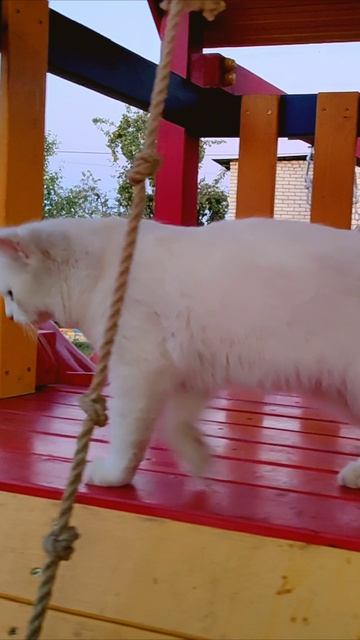 Забавный кошка на детской площадке 2.