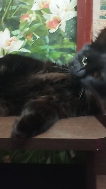 1.11.25г.  САНЕЧКА 🐈мой Упал!!!👍👍👍🙂🙂🙂