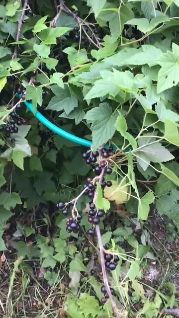 Ленинградская область. Хвойное. 12.07.2024. Растение-созревшие ягоды черной смородины