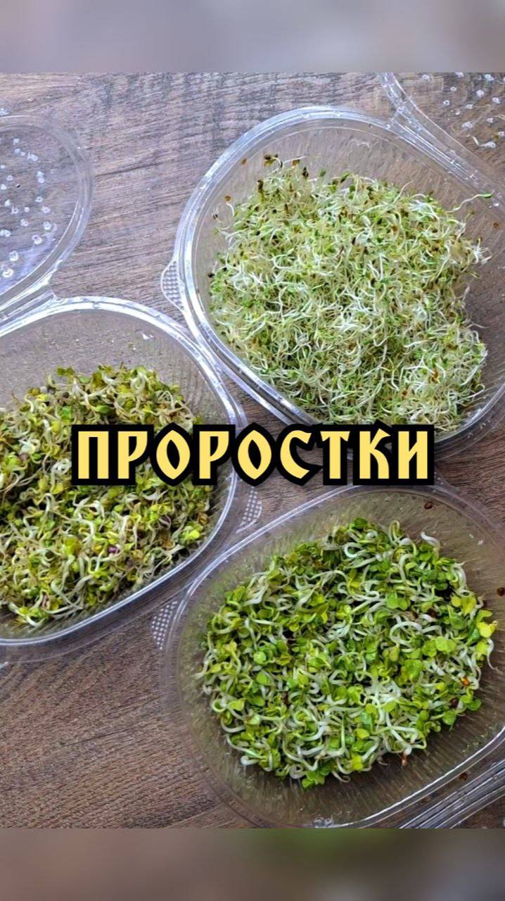 Микрозелень дома. Как прорастить семена. Легкий способ проращивания семян проростков