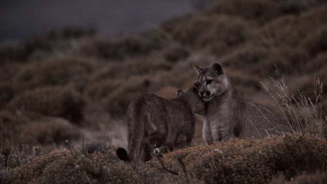 Земля ночью в цвете / сезон 2 / 2 из 6 / 2021, документальный, сериал