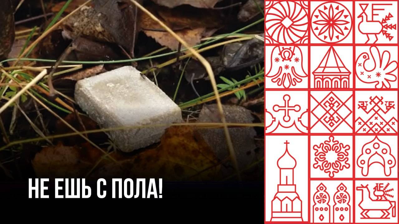 В Вологодских лесах разложили приманки для животных с вакциной от бешенства