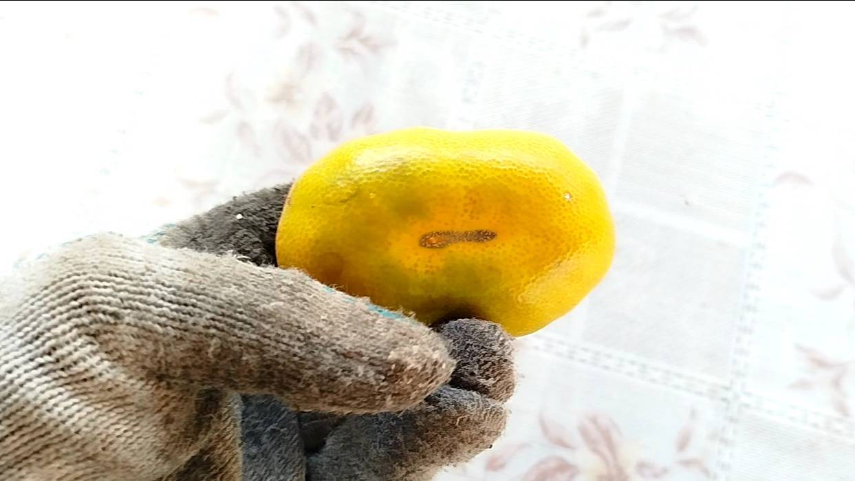 Мандарин сорт Элипсоид