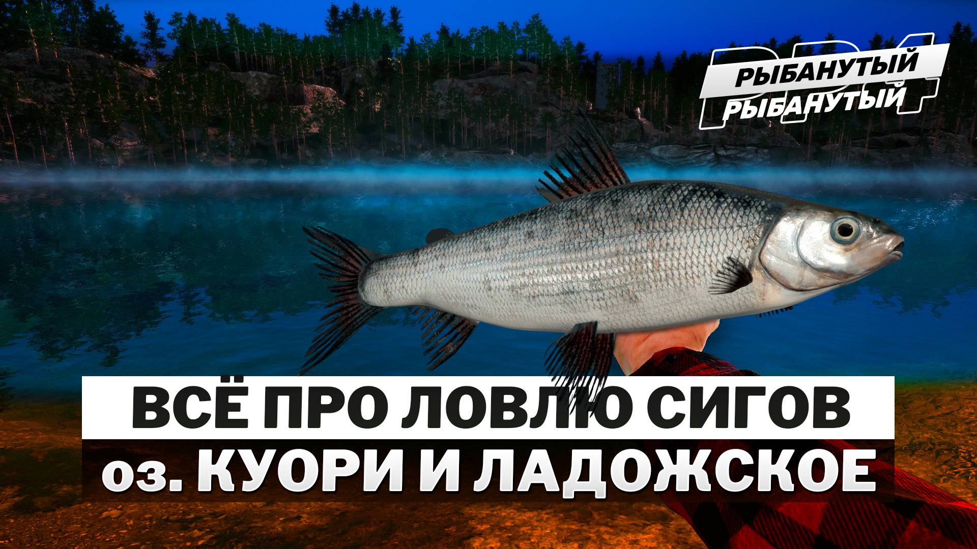 КАК ЛОВИТЬ СИГОВ. Есть ли ФАРМ? ● Куори и Ладожское. Русская Рыбалка 4