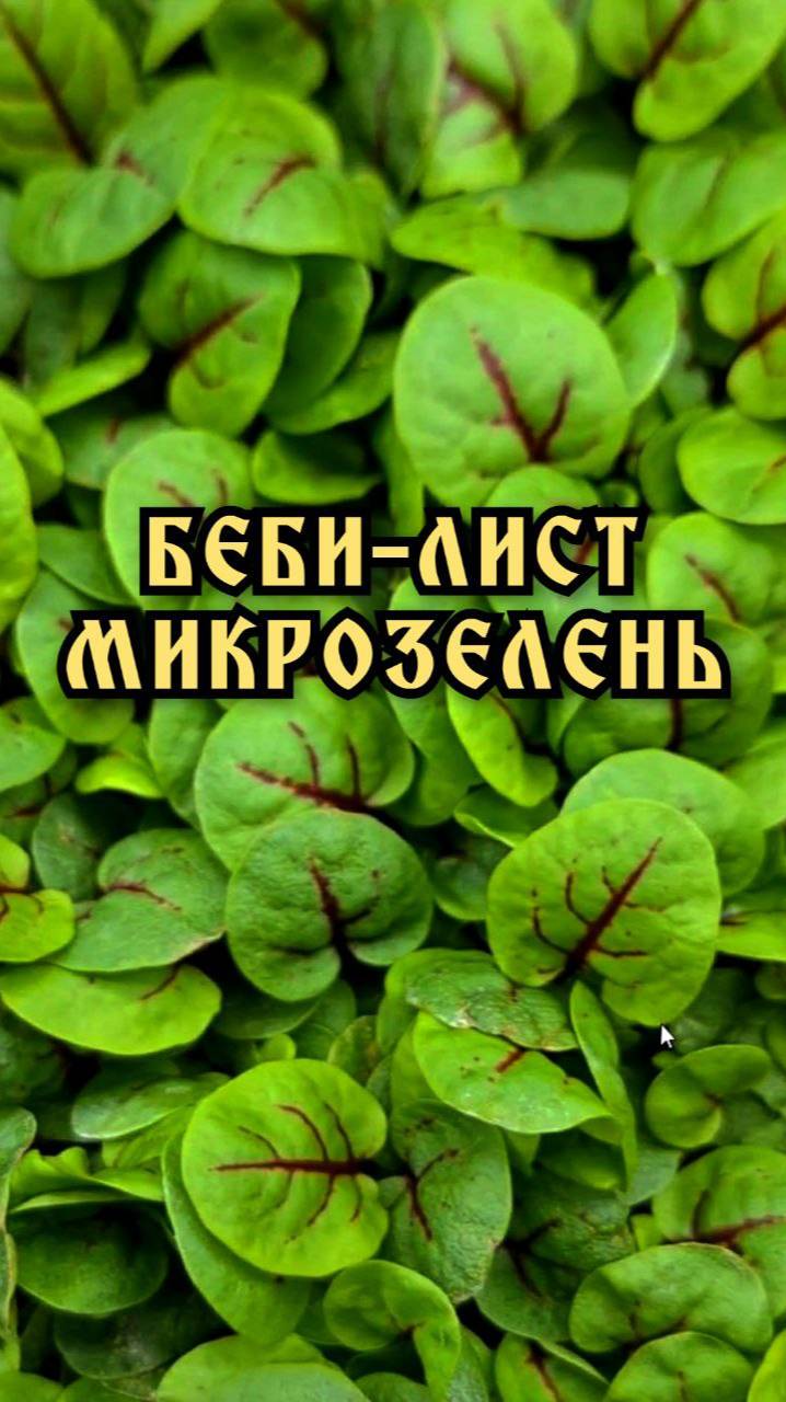 Беби-лиф (беби-лист) Как вырастить микрозелень на беби-лист