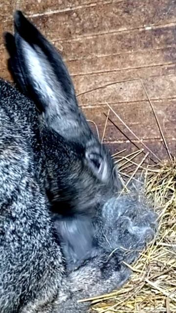 Момент рождения крольчат