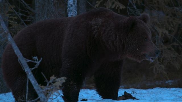 Земля ночью в цвете / сезон 1 / 4 из 6 / 2020, документальный, сериал