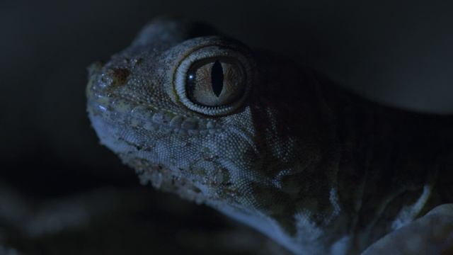 Земля ночью в цвете / сезон 2 / 5 из 6 / 2021, документальный, сериал