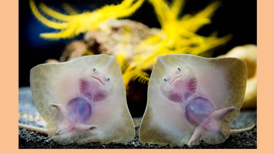 ОБИТАТЕЛИ ЧЁРНОГО МОРЯ: «Морская лисица: удивительный скат черноморских глубин»