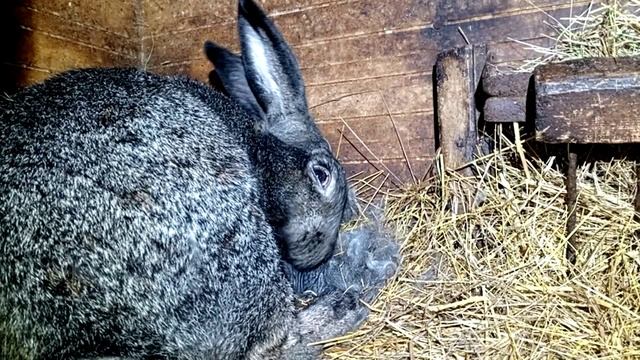 Момент рождения крольчат