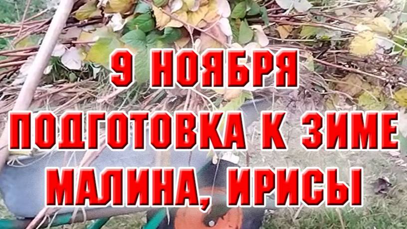 9 ноября. Готовлю сад к зиме. Ирисы и малина
