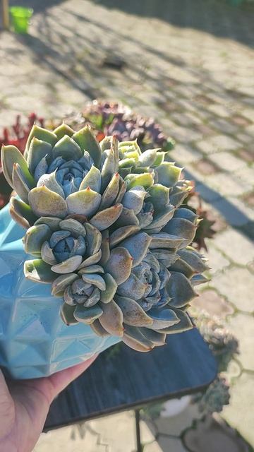 Эхеверия Сноу Банни, изменения за год