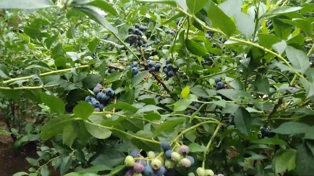 Саженцы голубики почтой с питомника Small Gardens