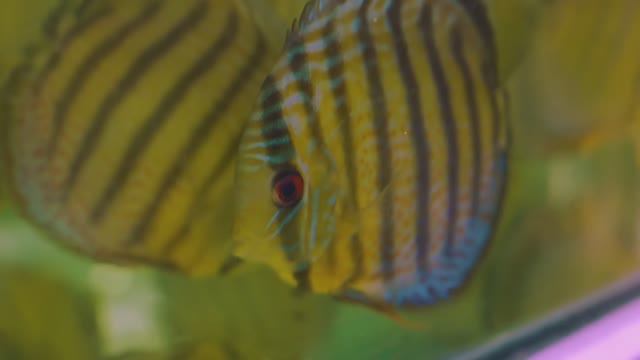 Амазонка: Где живут "аквариумные" 🐟 рыбки в дикой природе?