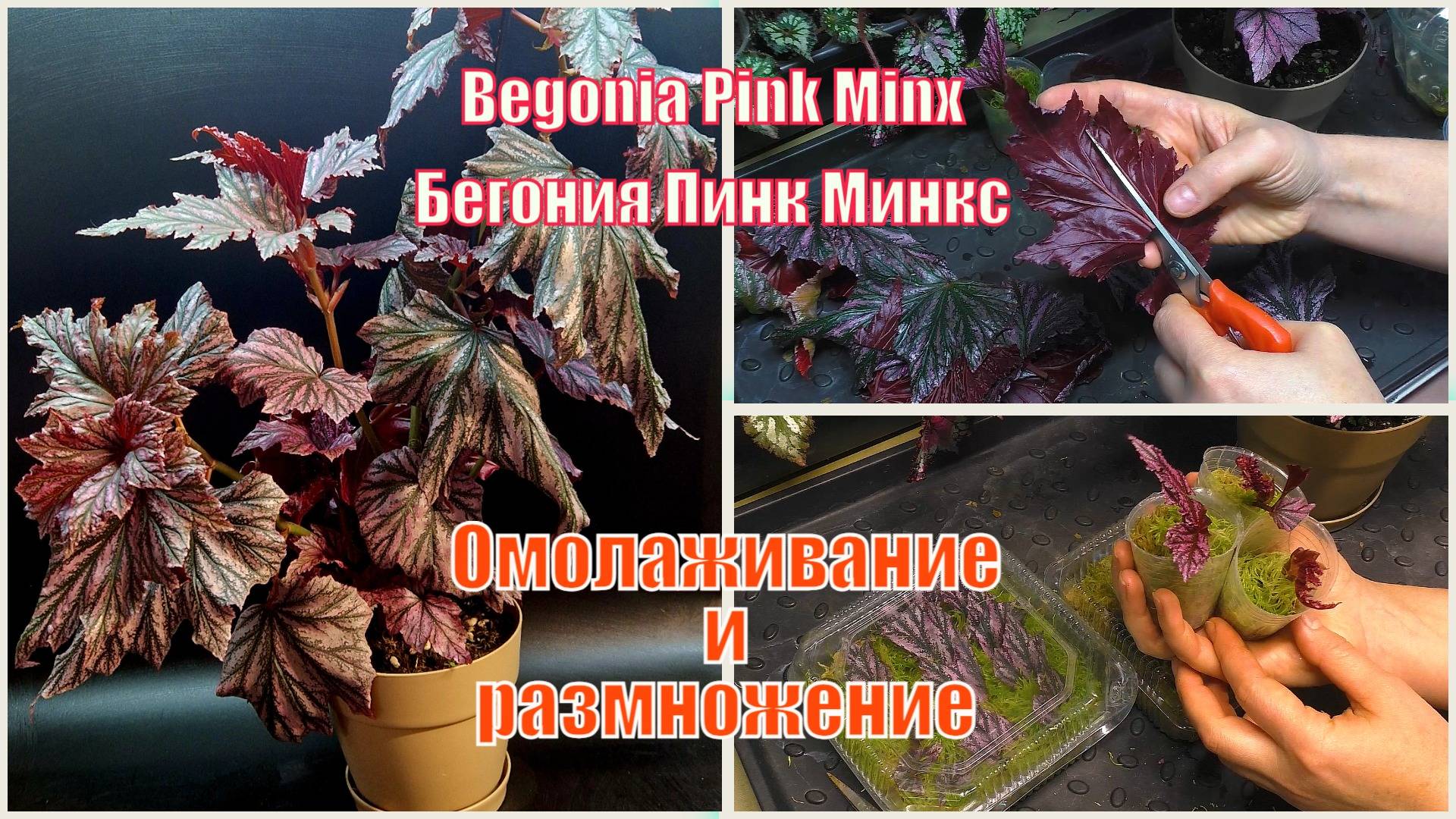 Омолаживание бегонии и три способа размножения. #Begonia_Pink_Minx
