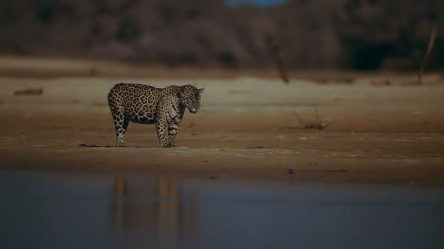 Земля ночью в цвете / сезон 1 / 3 из 6 / 2020, документальный, сериал