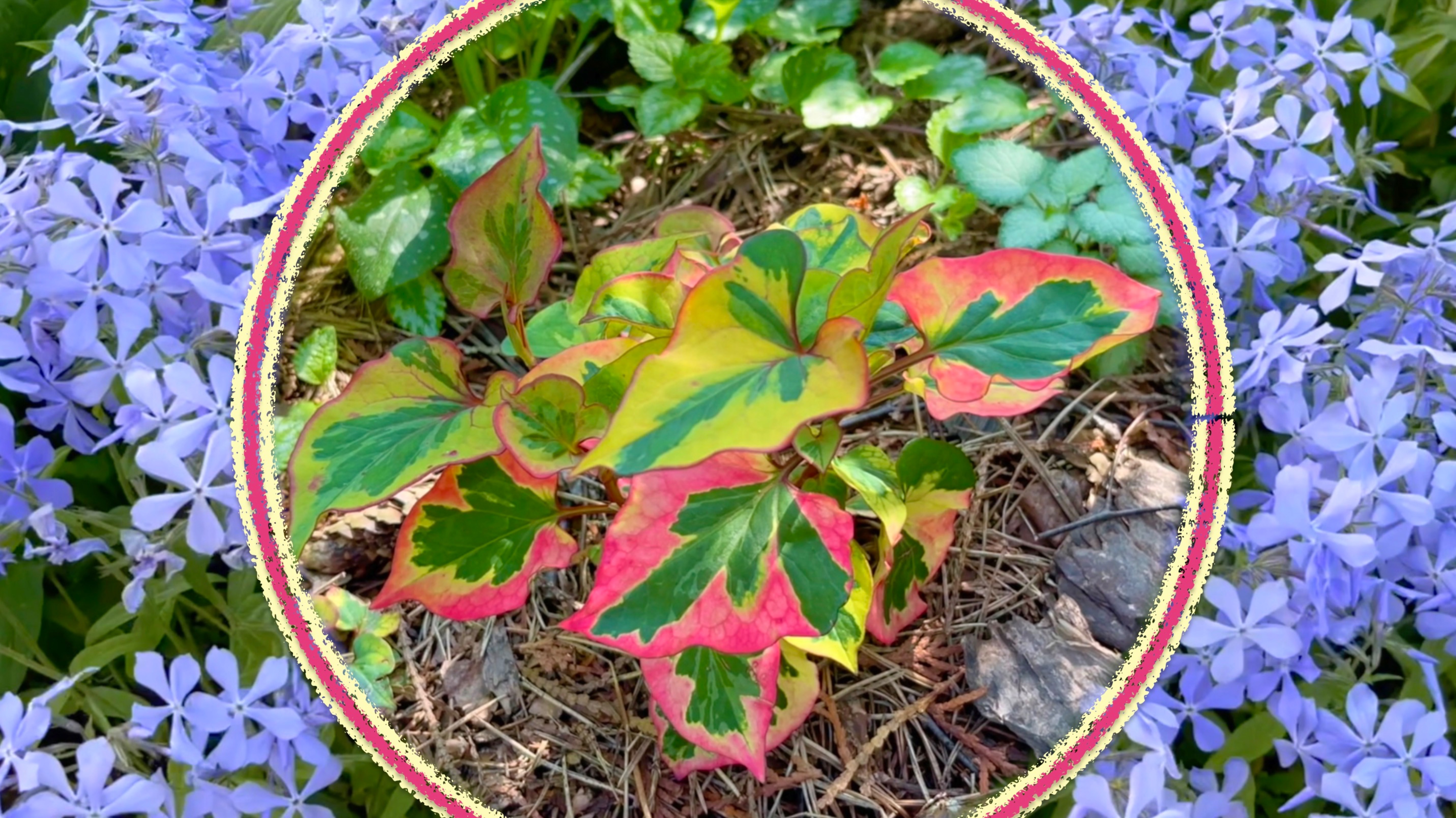 Великолепные агрессоры. Как обуздать разрастание красивых растений.