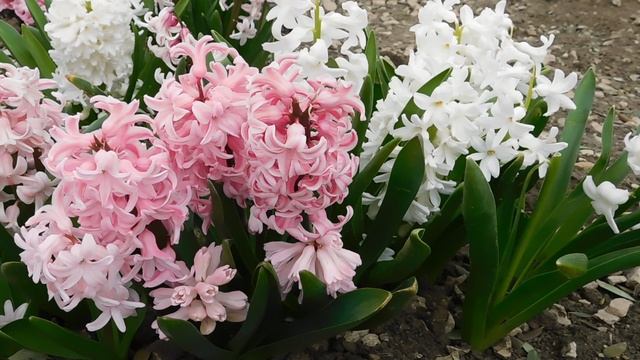 ВИДЕО ПВН  АВ   (22)