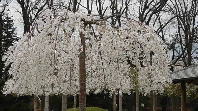 ВИДЕО ПВН  АВ   (41) КРАСНОДАР. ПАРК  ГАЛИЦКОГО.