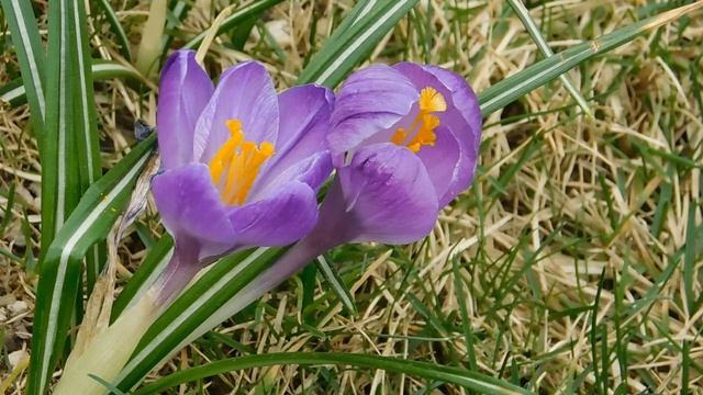 ВИДЕО ПВН  АВ   (25)