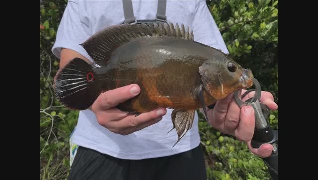 США, Флорида: Рыбалка на диких Астронотусов