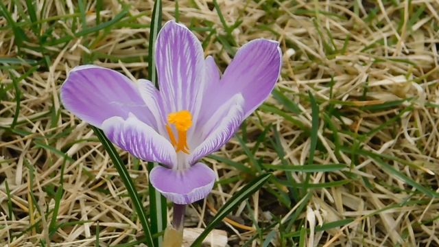 ВИДЕО ПВН  АВ   (40)