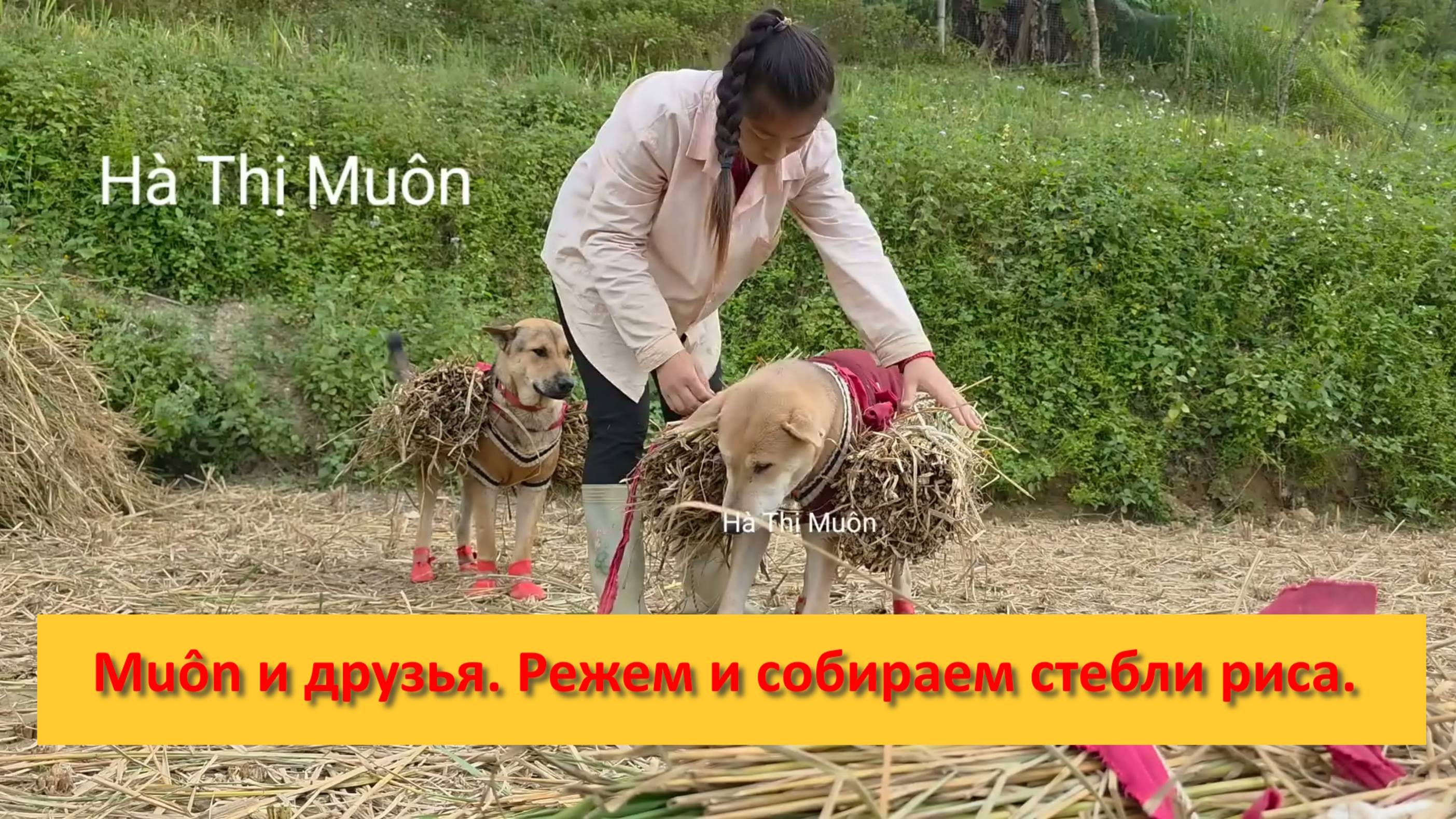 Muôn и друзья из Вьетнама. Режем и собираем стебли риса  для грядок.