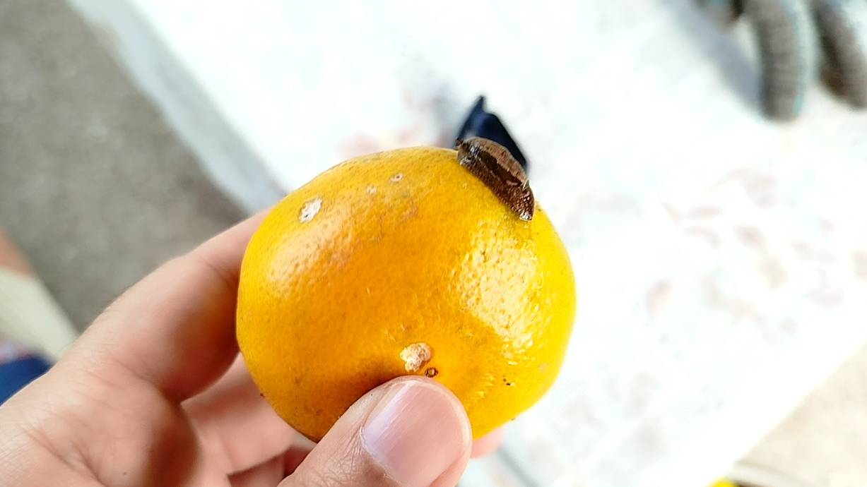 Улитку поймал с поличным