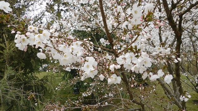 ВИДЕО ПВН  АВ   (67)