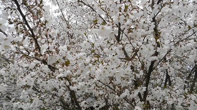 ВИДЕО ПВН  АВ   (32)